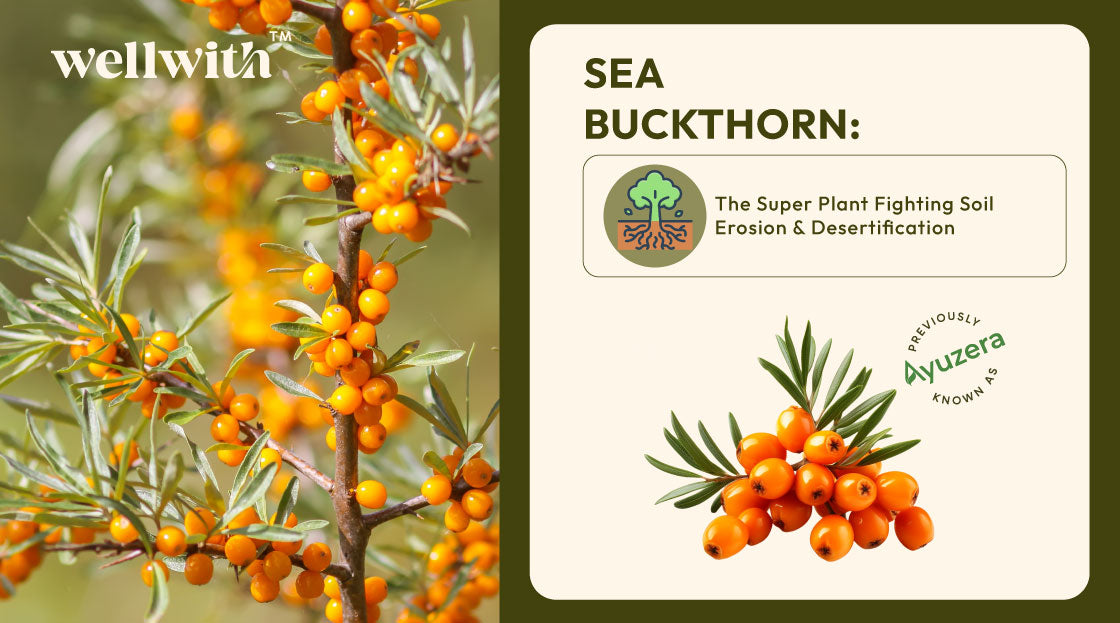 sea buckthorn planting for soil erosion & desertification