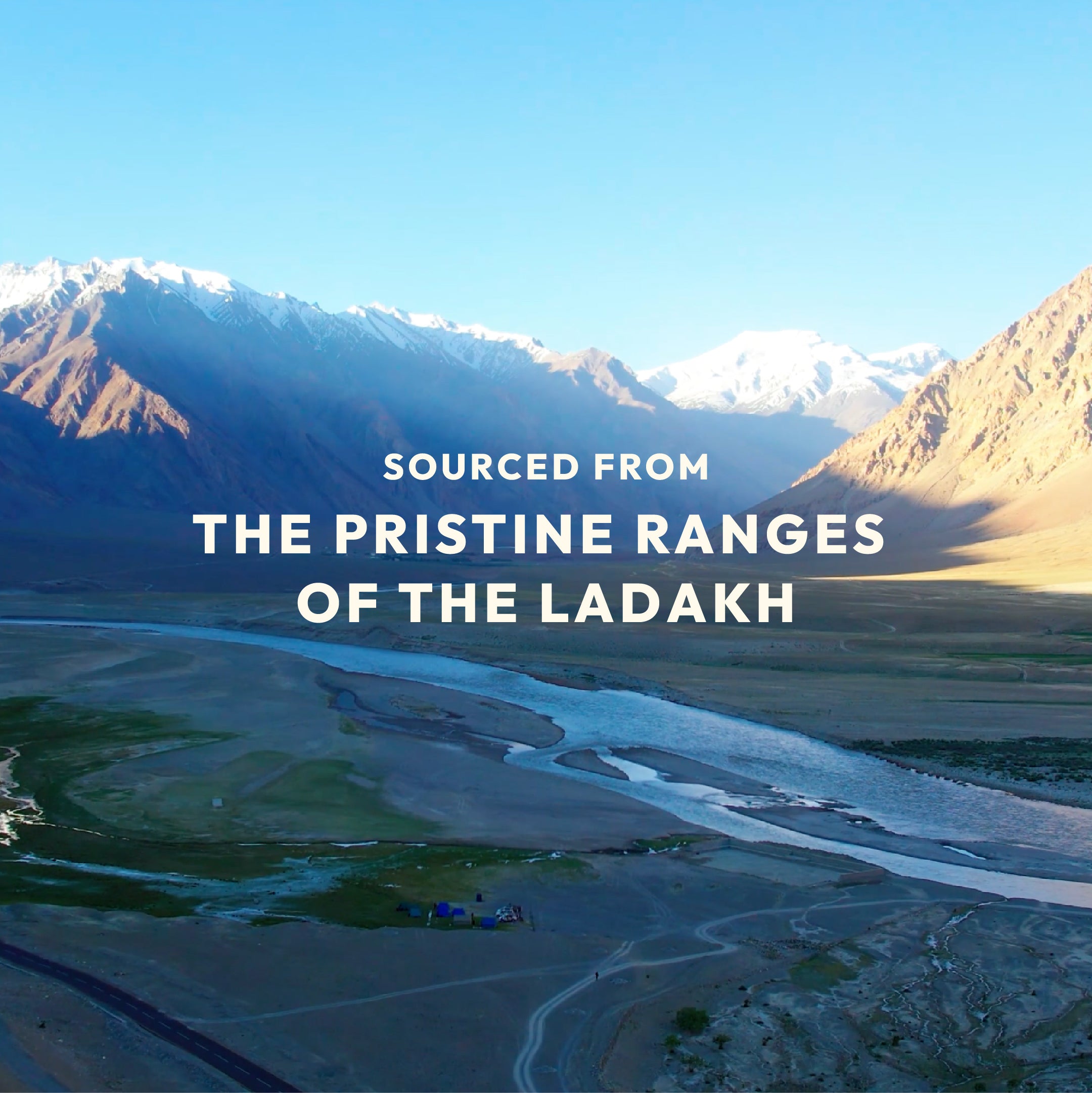 Sea Buckthorn Gummies