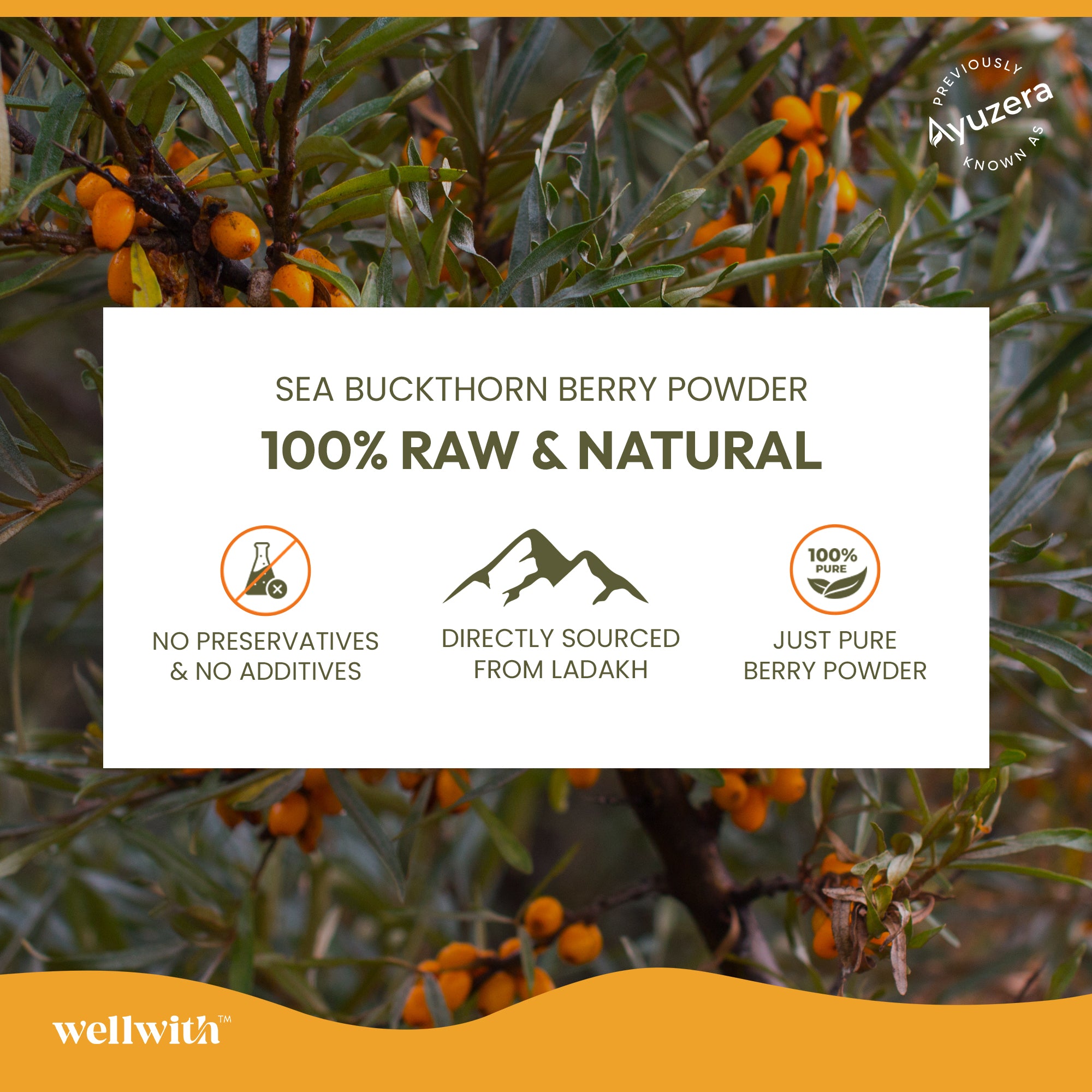 Advertisement for sea buckthorn berry powder.