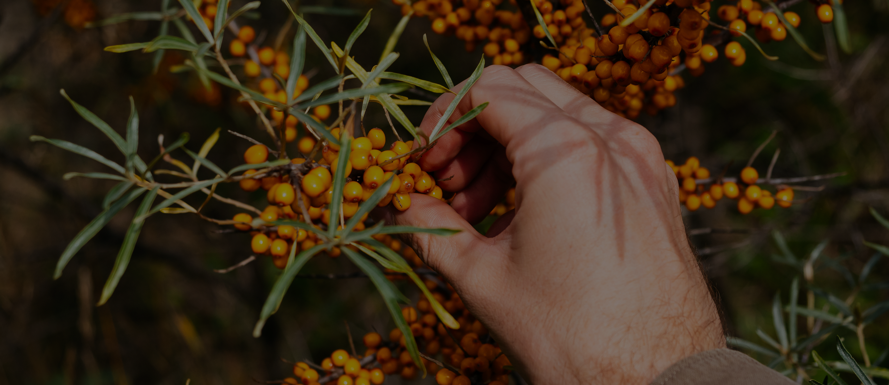 Hand plucking yellow sea buckthorn berries and green leaves