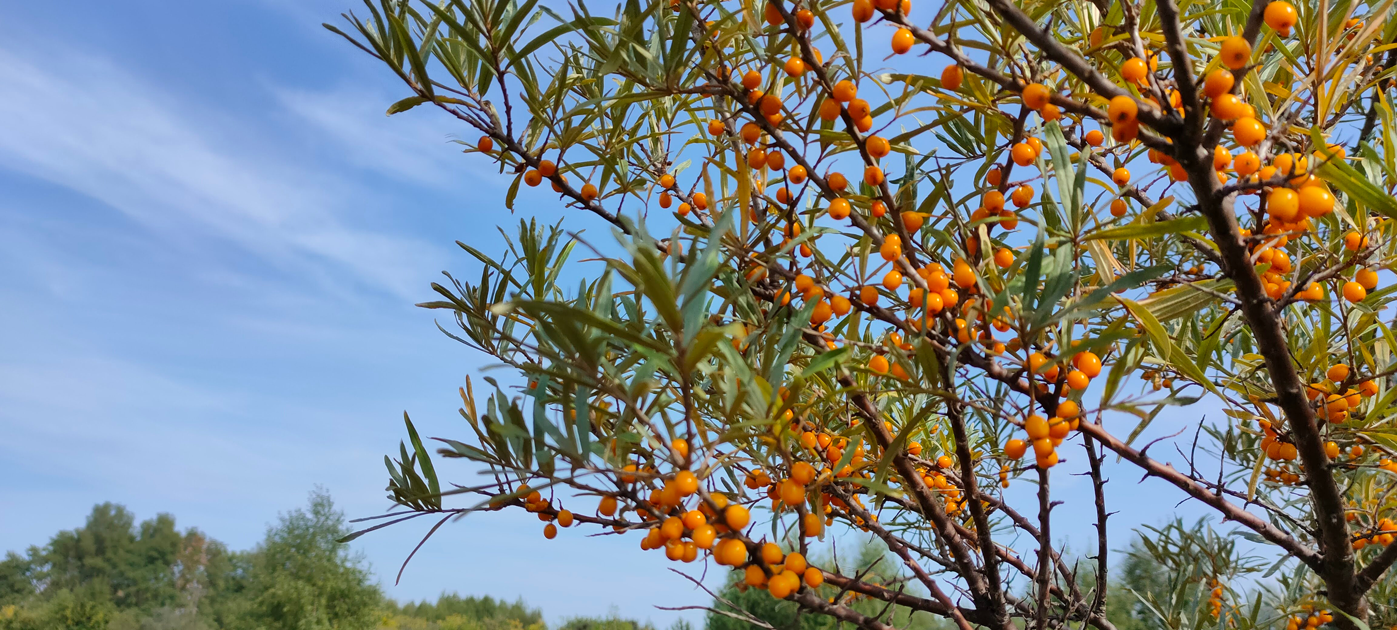 Tree branch with orange seabuckthorn berries against a blue sky