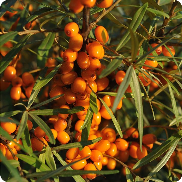 Close-up of sbt berries on a green leafy branch