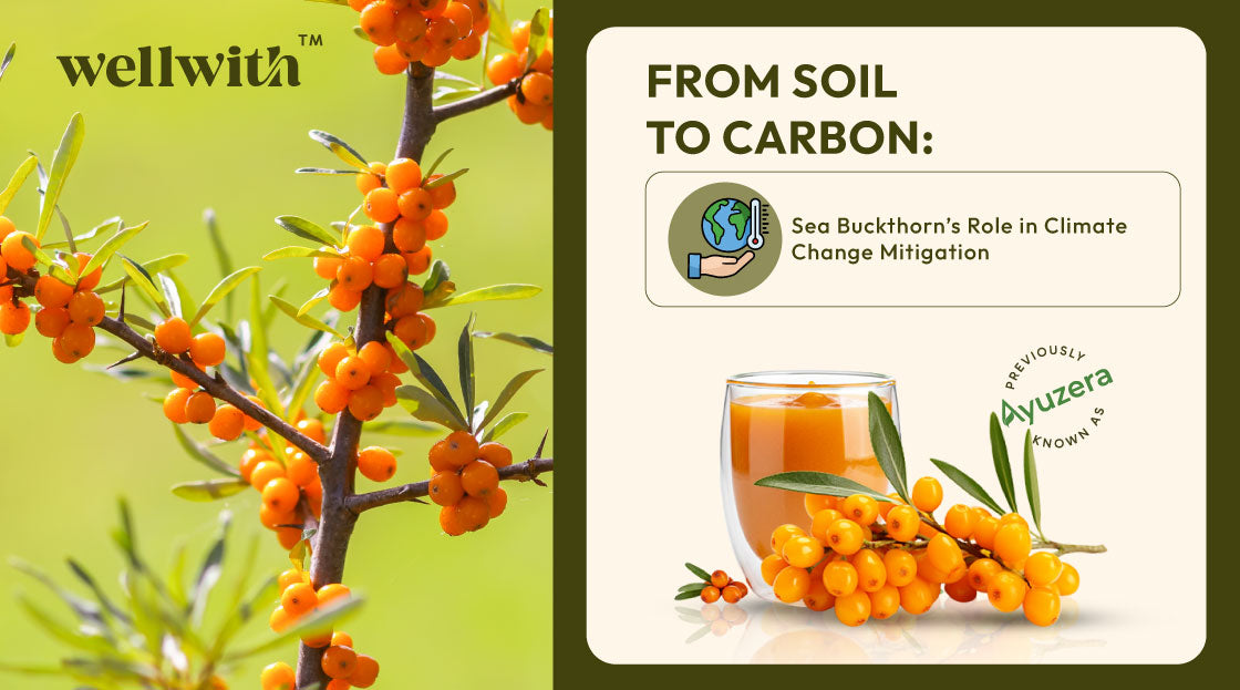 Sea Buckthorn’s Role in Climate Change Mitigation