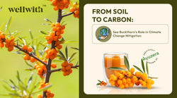From Soil to Carbon: Sea Buckthorn’s Role in Climate Change Mitigation