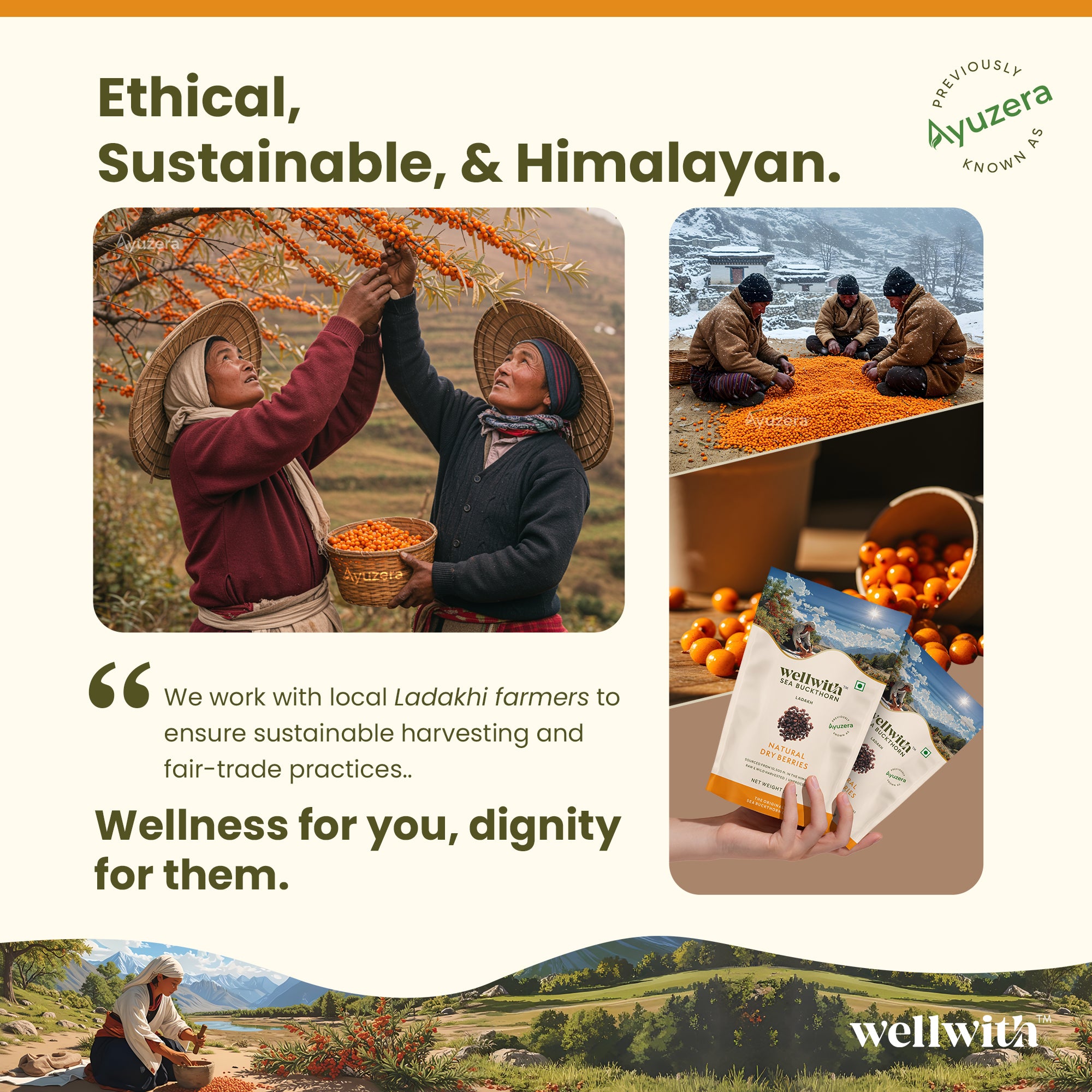 Promotional image for wellwith with images of farmers harvesting  sea buckthorn  berries and holding packages of their products, set against a scenic background.