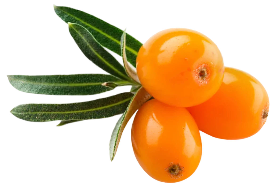 sebuckthorn berry image