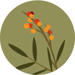 collection Image