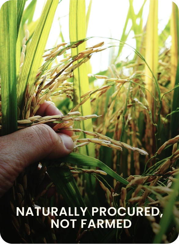 A close-up of a hand holding a cluster of black rice grains in a field, with the text 'NATURALLY PROCURED, NOT FARMED'.