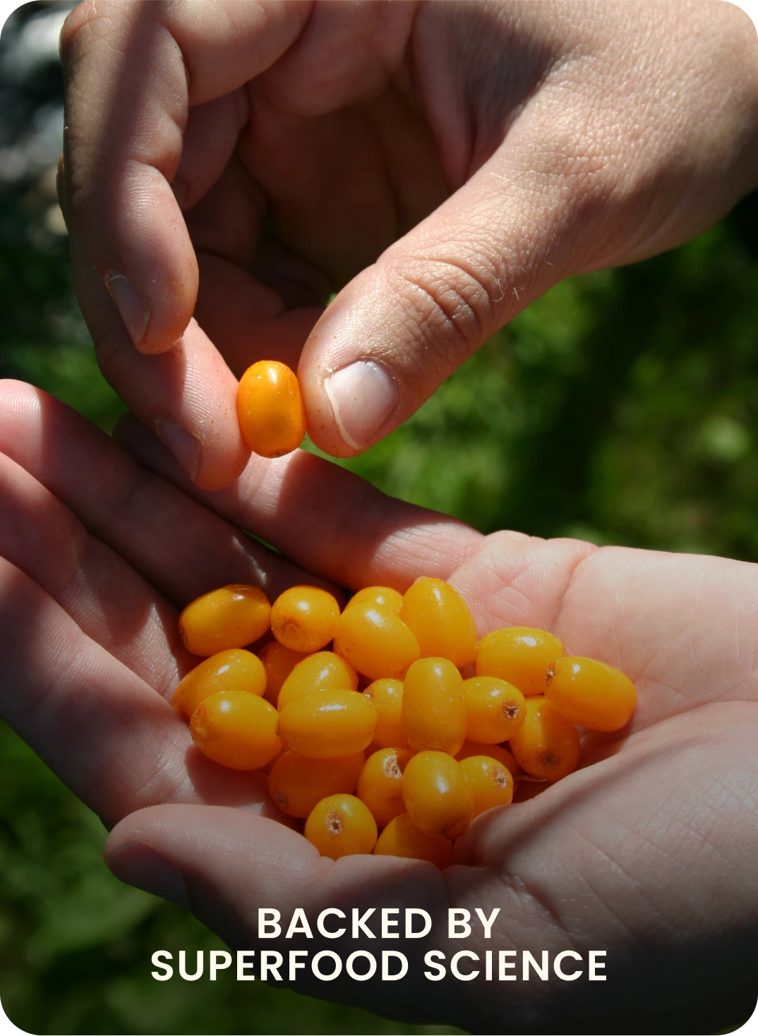 hands holding himalayan berries or sea buckthorn