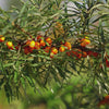 sea buckthorn berry trees
